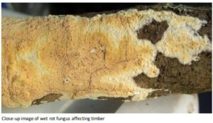 The Difference Between Dry Rot and Wet Rot - Trusted Surveyors